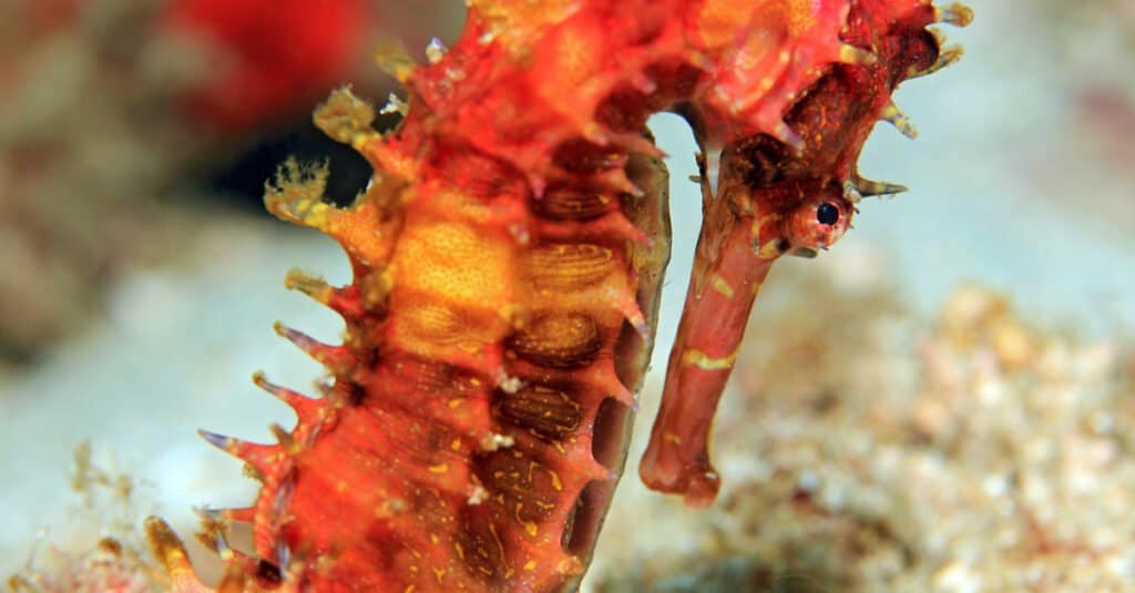 Largest seahorses - Spiny seahorse