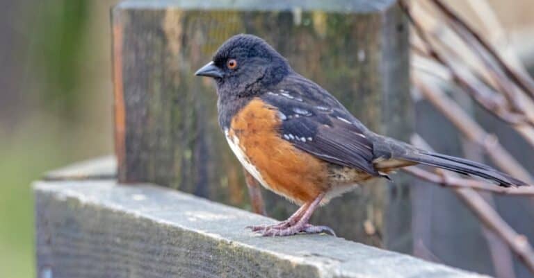 Birds that look like robins: Spotted Towhee