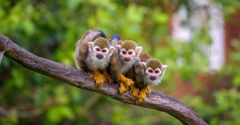 three squirrel monkeys sitting on a tree branch