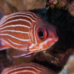 Soldierfishes