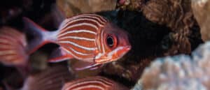 red squirrelfish swimming near rocks