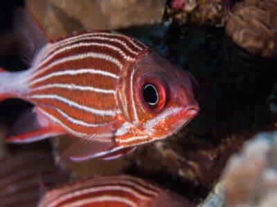 A Squirrelfish