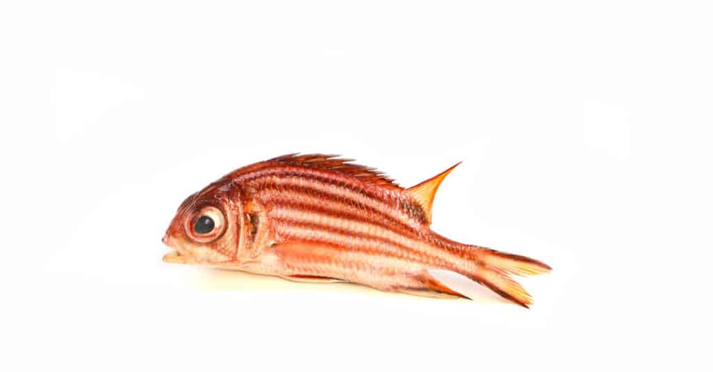 isolated squirrelfish