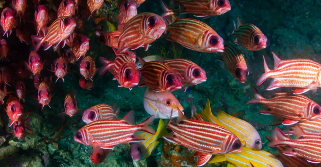 school of squirrelfish