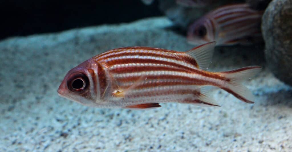 squirrelfish swimming near bottom