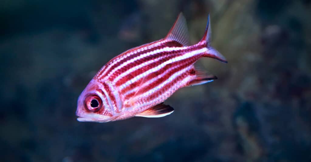 bright red and pink squirrelfish