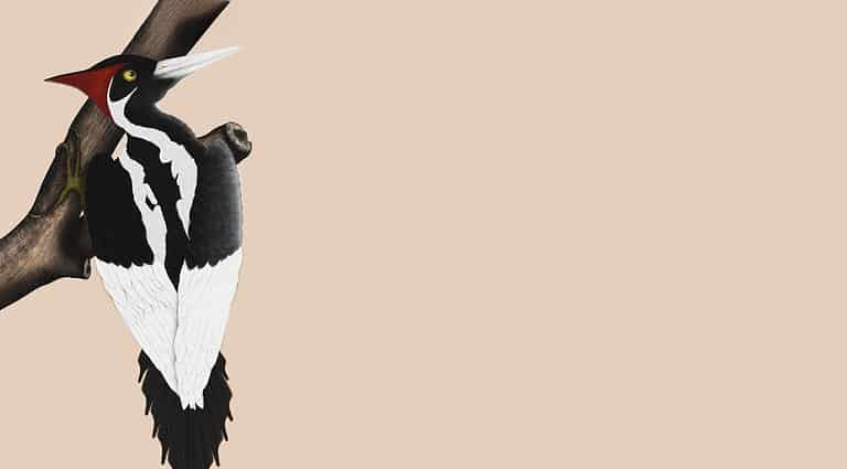 Ivory billed wood pecker head