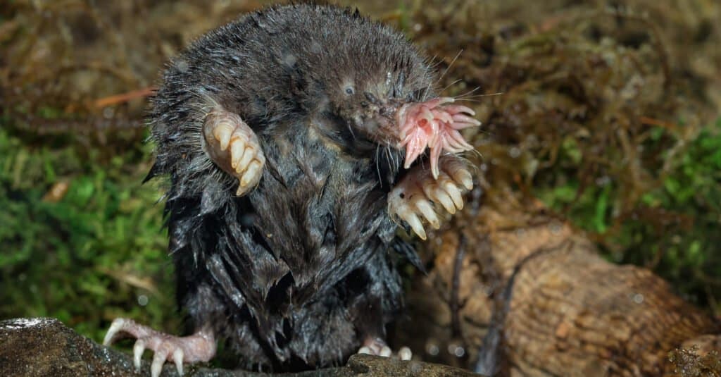 animals with big noses: star-nosed mole