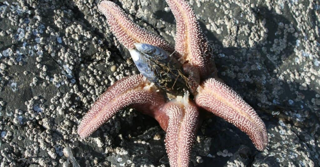 estrella de mar comiendo su presa