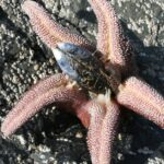 A starfish feeding on its prey