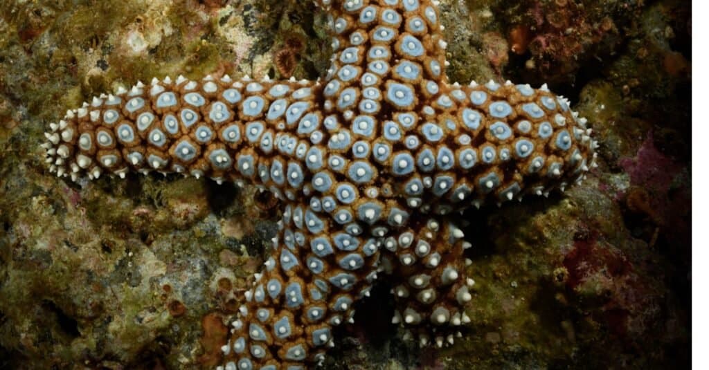 Giant sea star