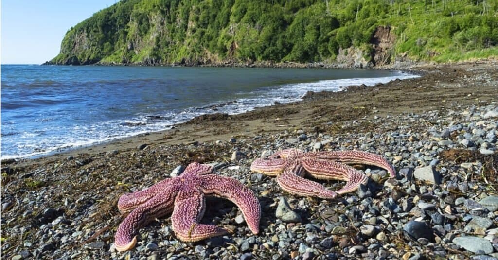 Northern Pacific sea star starfish