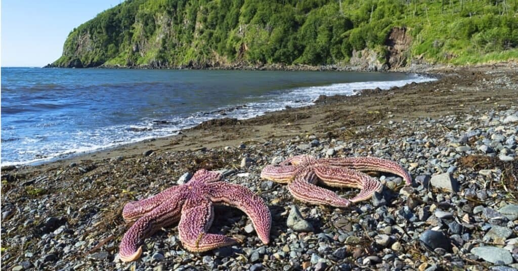 biggest starfish in the world