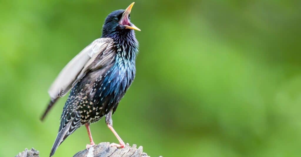 starling with blue belly singing