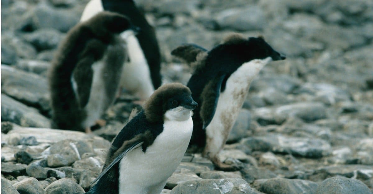 little penguins - a group of little penguins
