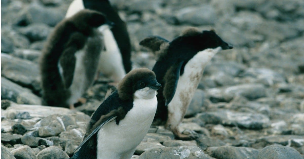 baby penguin - a group of penguin chicks