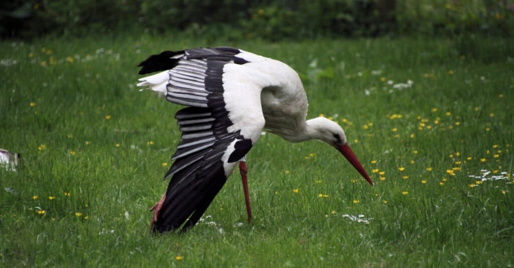 stork searching for food