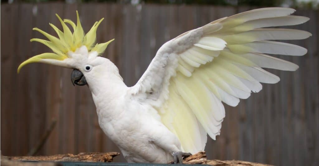 sulphur-crested cockatoo with wings spread