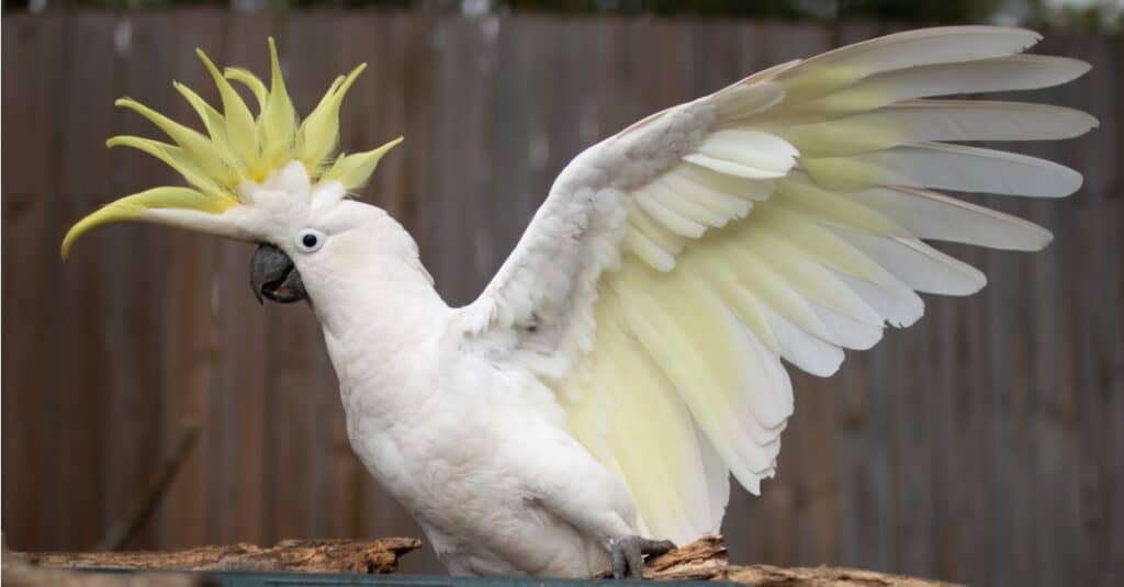 Gang-gang Cockatoo (Species with Funny English Common Names