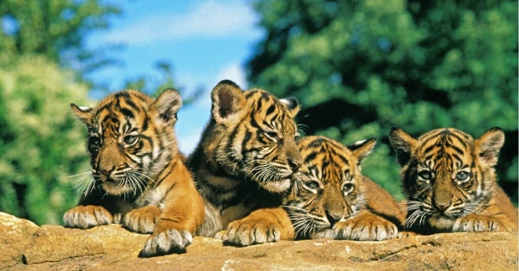 sumatran-tiger-panthera-tigris-sumatrae-cub-standing-on-rock-picture-id1254523938