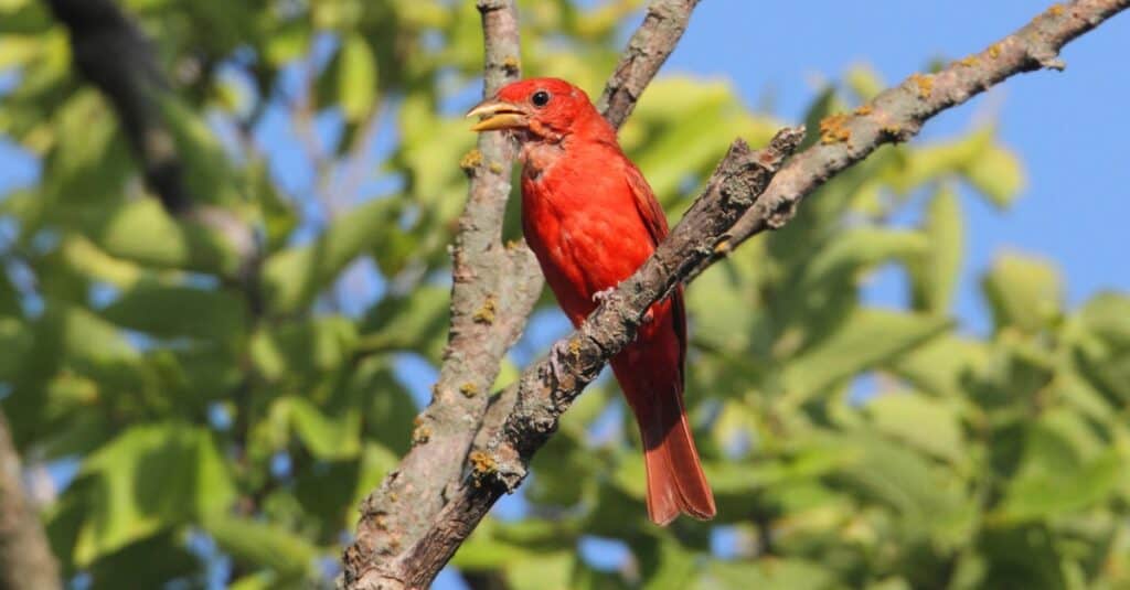 10 Birds with the Most Colorful Feathers - A-Z Animals