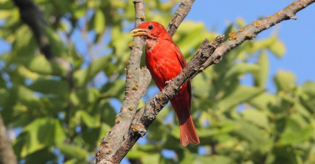 Summer tanager perched high in a tree