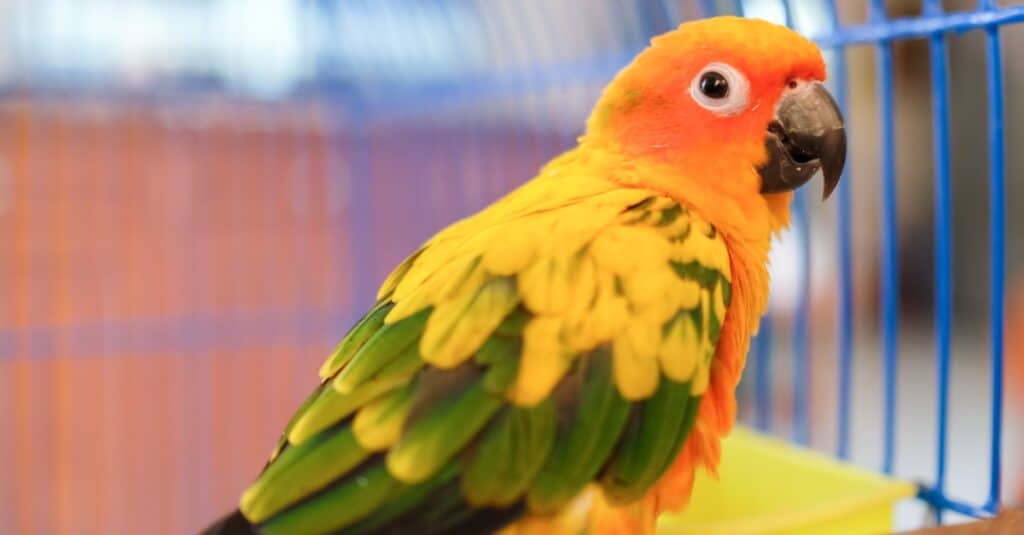 sun conure close up