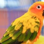 Sun conures have a more moderate chirp. 