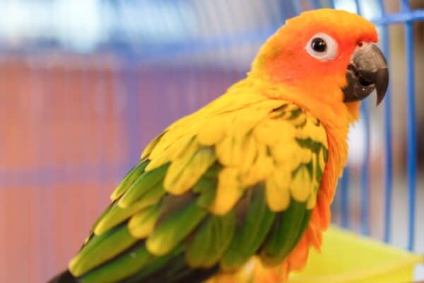 Sun conures have a more moderate chirp. 