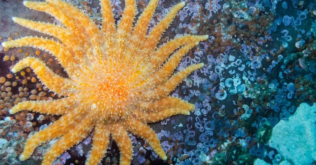 Sunflower Sea star starfish