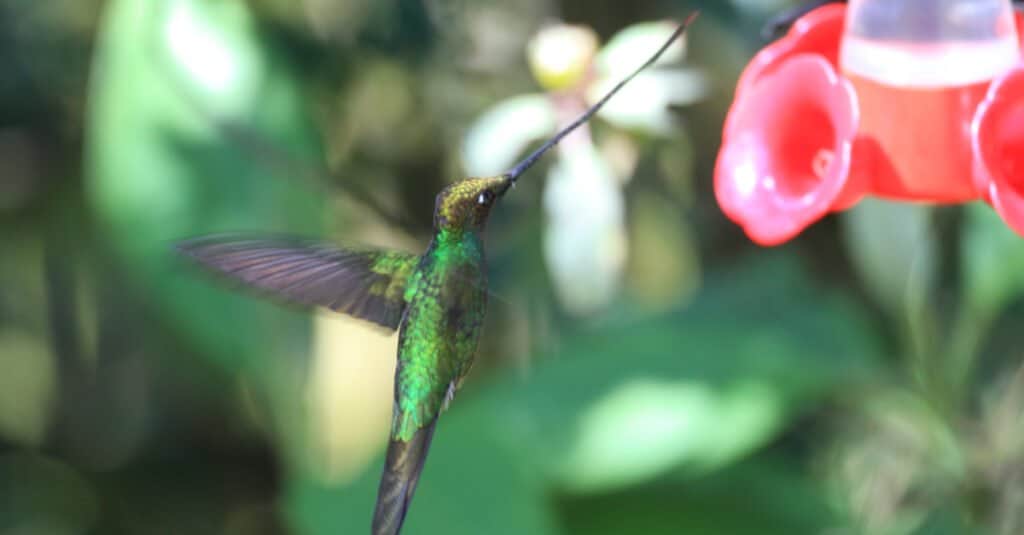 sword-billed hummingbird