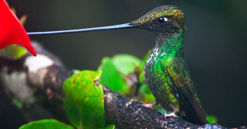 sword-billed hummingbird drinking nectar from feeder