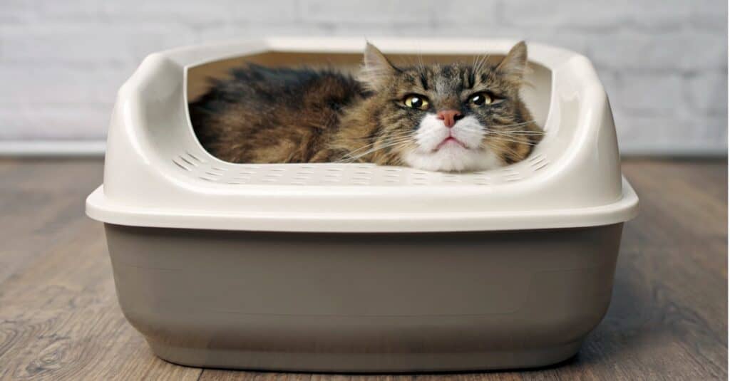 tabby cat in litter box