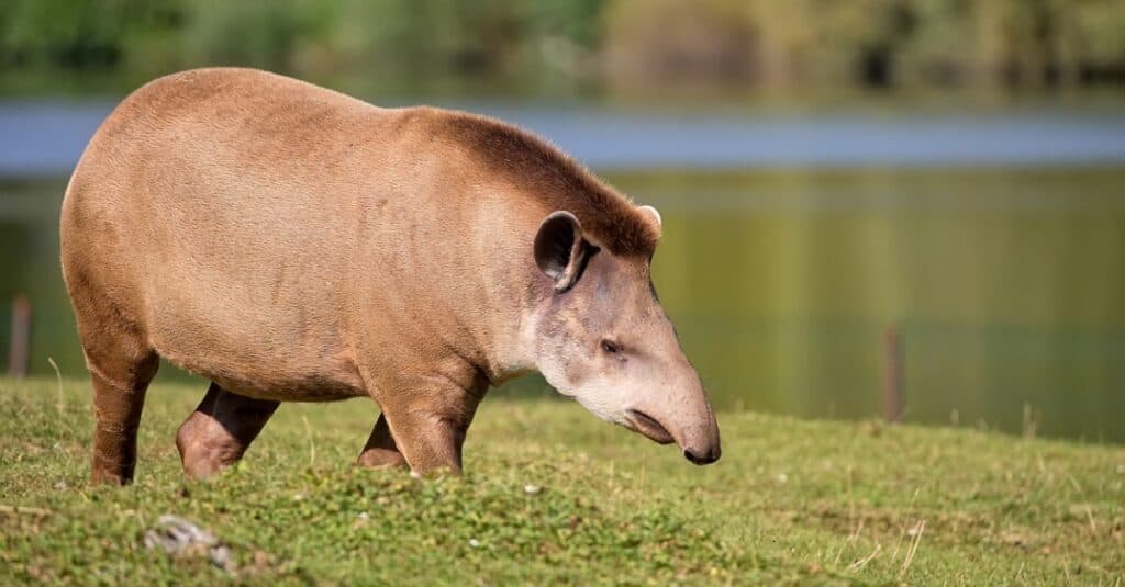 animals with big noses: tapir