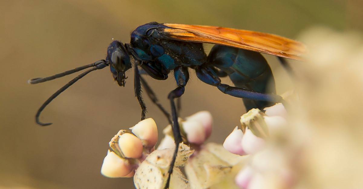 tarantula hawk on a flower