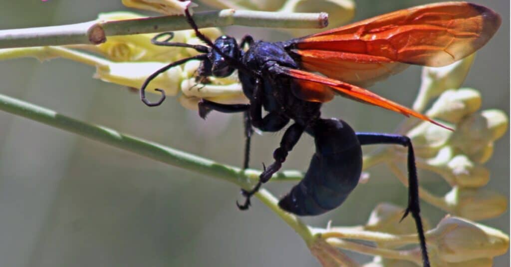 tarantula hawk eating nectar