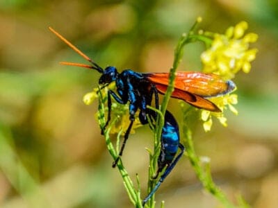 A Pepsis albocincta