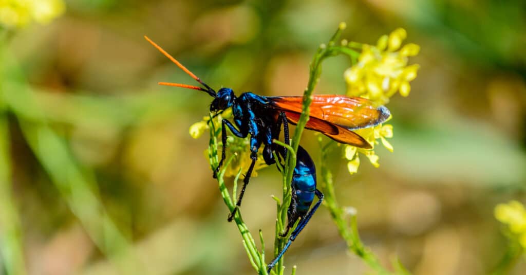 tarantula hawk close up