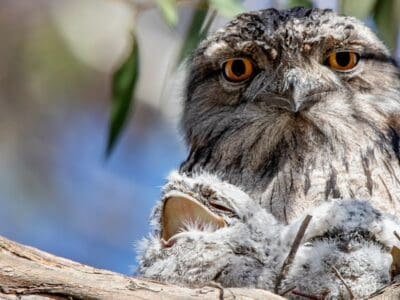 Tawny Frogmouth Picture