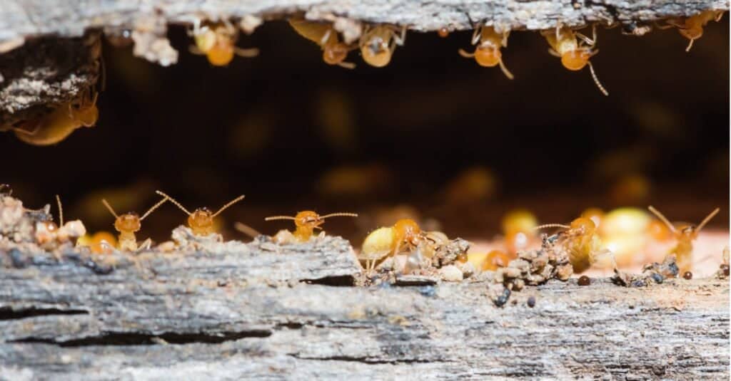 Termites break down decaying and deadwood.