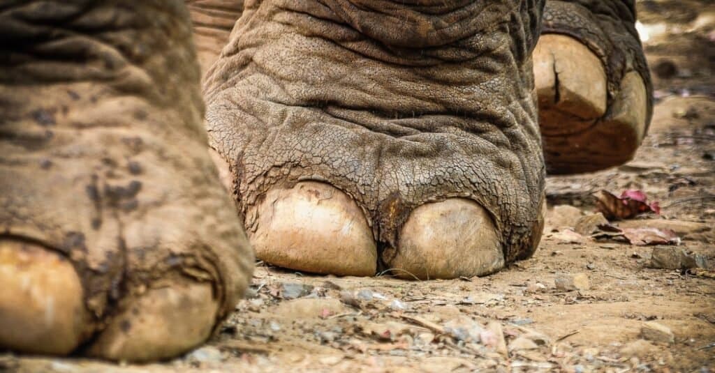 Do Elephants Have Toes? Understanding Elephants' Feet - AZ Animals