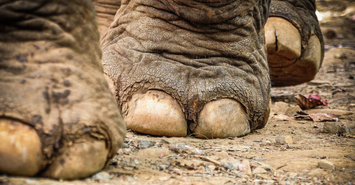 Do Elephants Have Toes? Understanding Elephants’ Feet - A-Z Animals