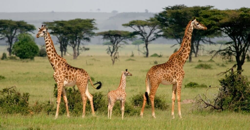 baby giraffe - giraffe baby and its parents