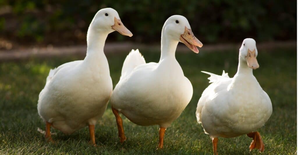 Newagepitbulls   Three White Pekin Ducks Picture Id1092941758 1024x535 