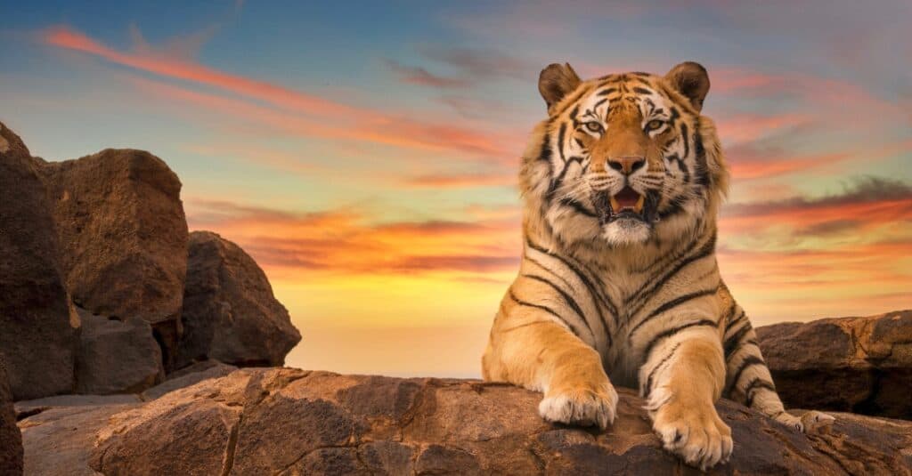 tiger laying atop a rock