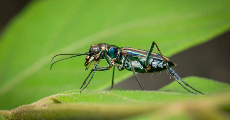 side view of tiger beetle