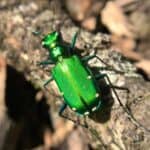 Tiger beetle