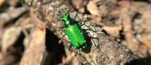 tiger beetle climbing on wood