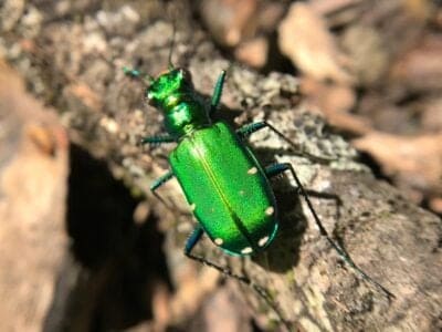 Tiger Beetle Picture