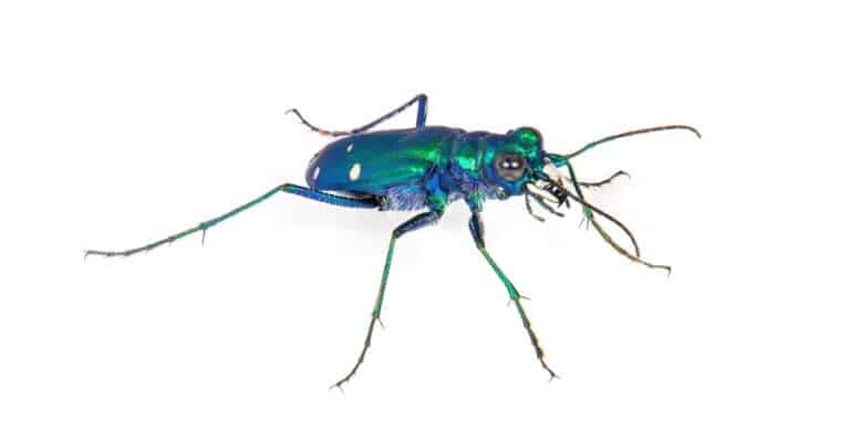 isolated tiger beetle